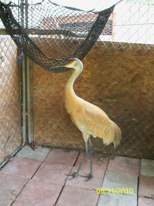 Sandhill Crane..saved from poisoning!