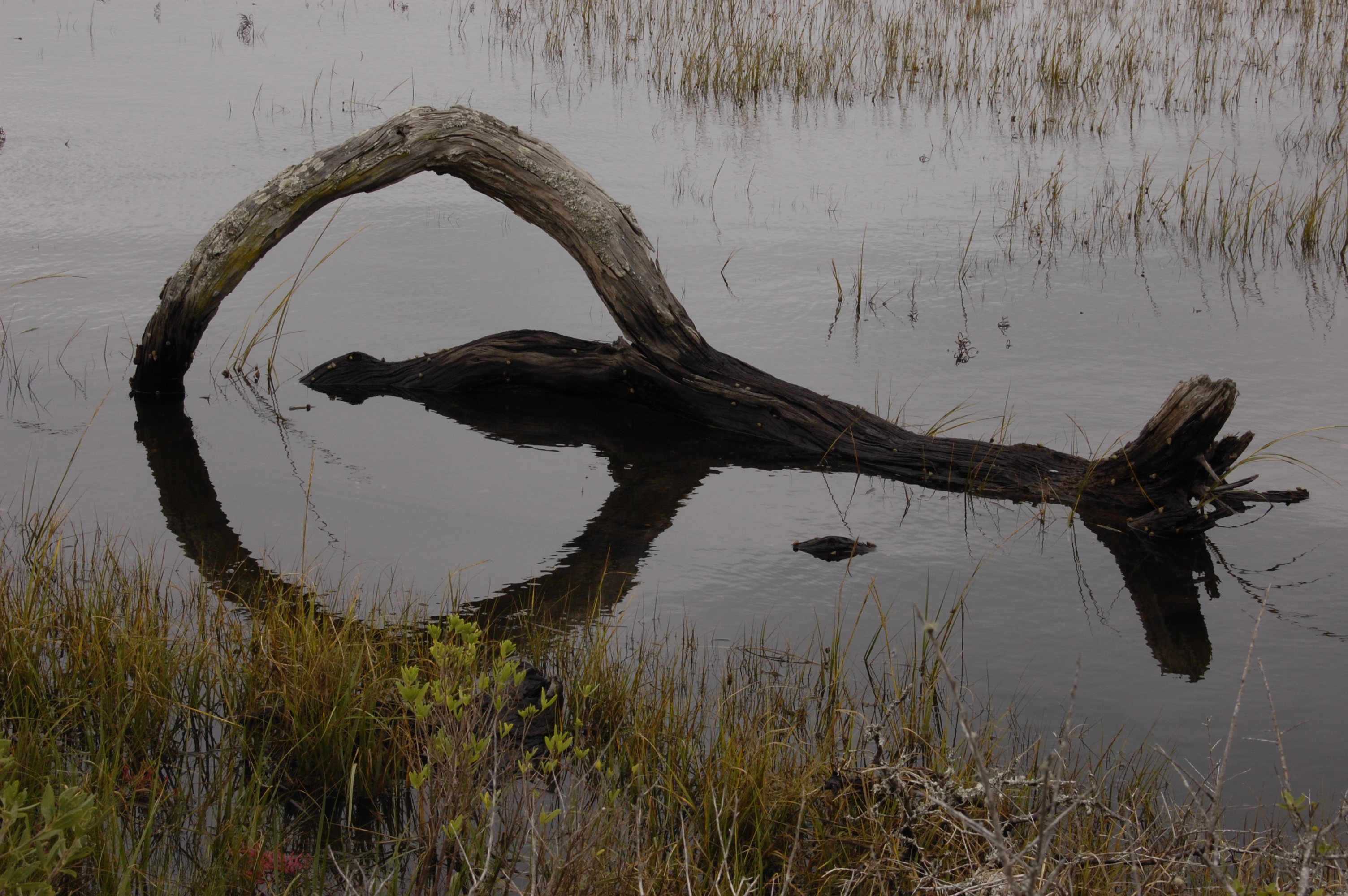 Hawkers Island NC 6015