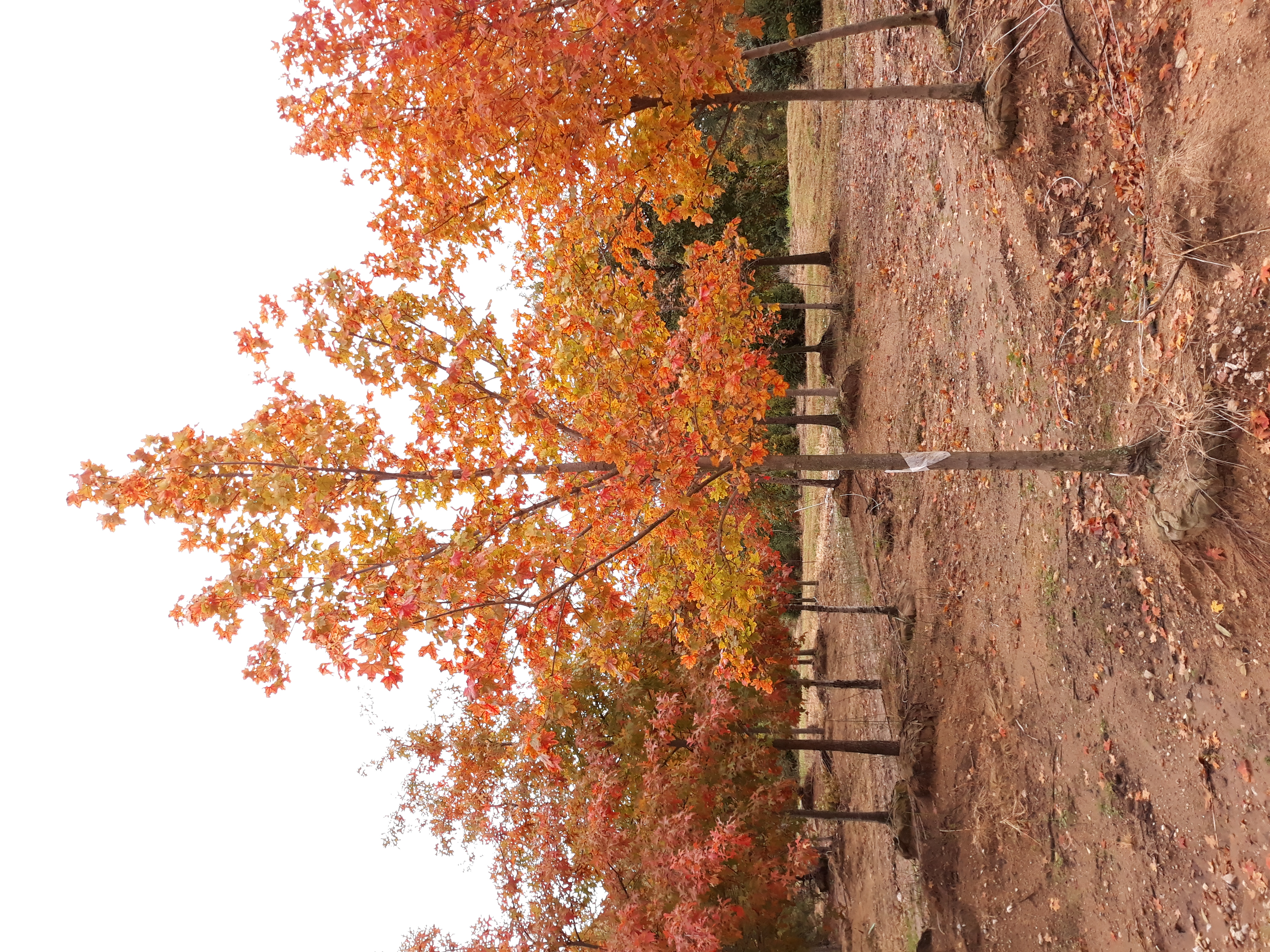 https://0201.nccdn.net/4_2/000/000/04c/a91/pacific-sunset-maple.jpg