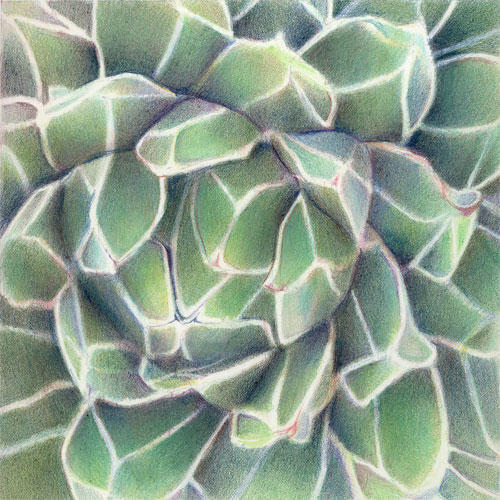 Tesselation (8x8" coloured pencil on HP)
Selected for the Society of Botanical Artists Annual Exhibition 2011 (Westminster);
Exhibited Mission Trails Art Gallery, San Diego, California (Nov. 2010)