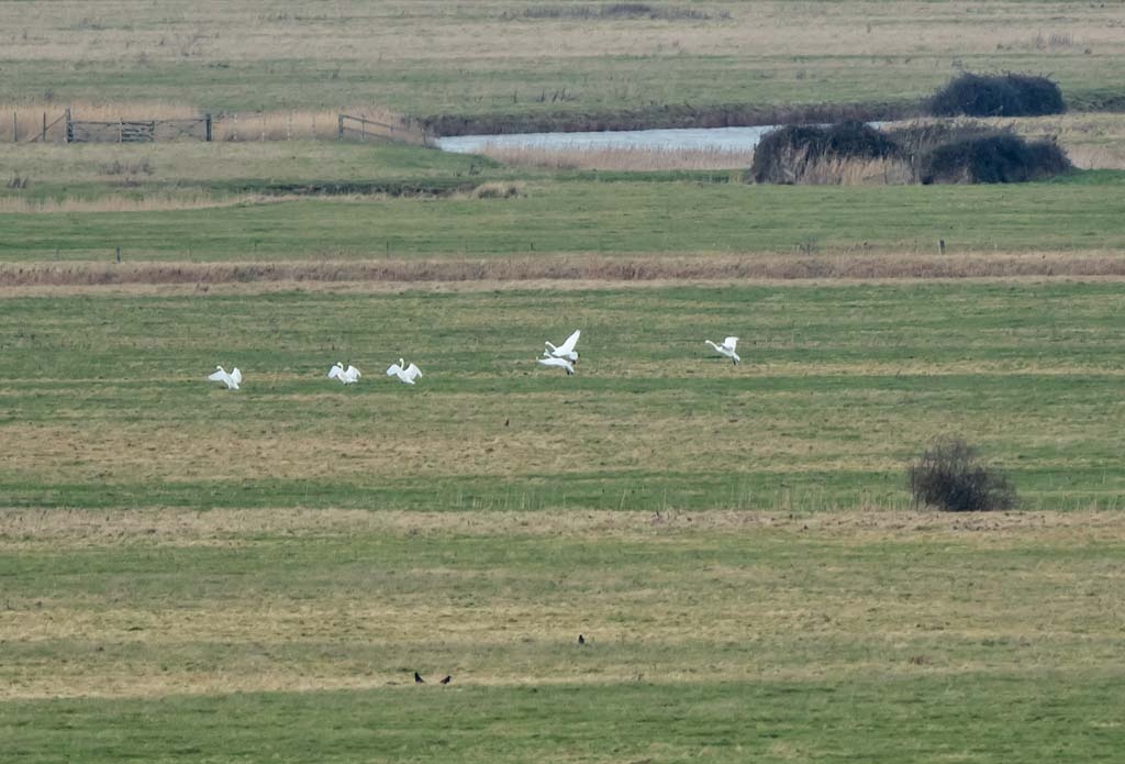 Bewick's Swans