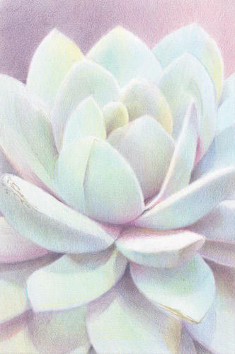 'Echevaria Laui'- selected for Society of Botanical Artists Annual Exhibition 2015