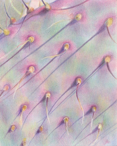 Grey, green and pink in Yuma (10" x 8", CP on Arches HP). Exhibited: California, Nov. 2010; Society of Botanical Artists April 2015 ('Hon. Mention' in the Strathmore Artists Papers Award - for 'Innovative Composition')