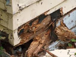 Dry Rot Damage