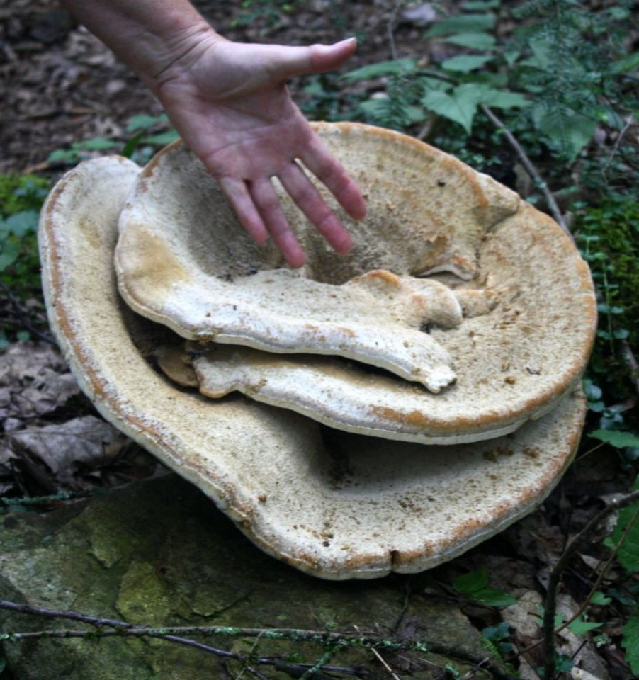 https://0201.nccdn.net/4_2/000/000/050/773/Fungi---34--902x960.jpg