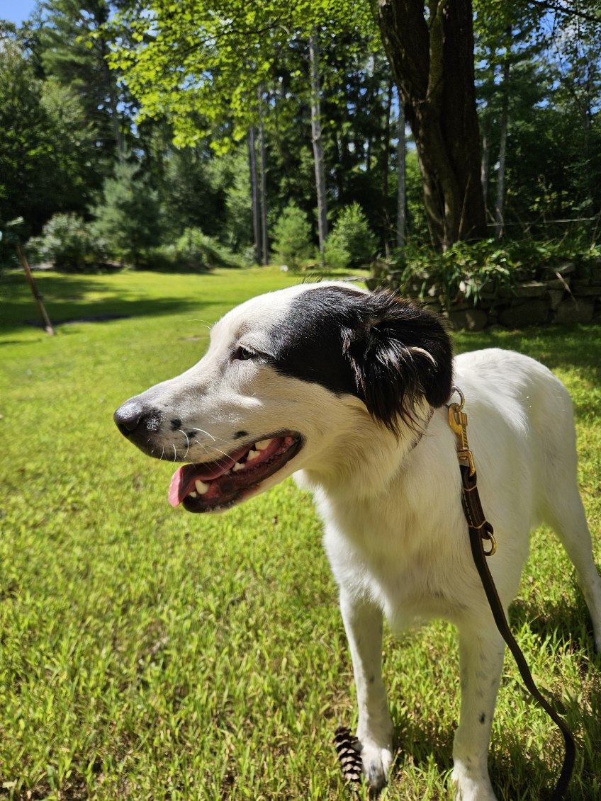 A black and white dog, outside in the sun
