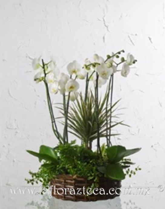 LFA-513
Precio $2,580