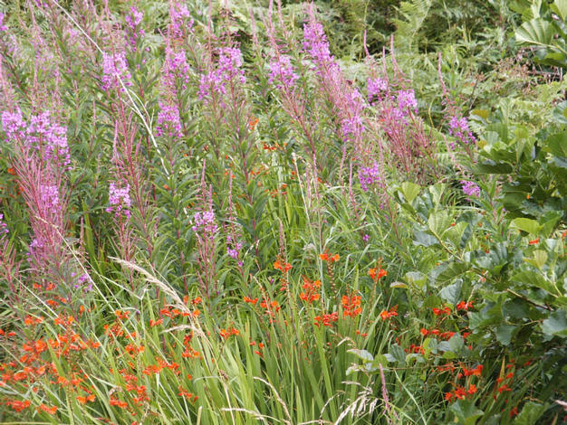 Rosebay Willow Herb & Montbretia