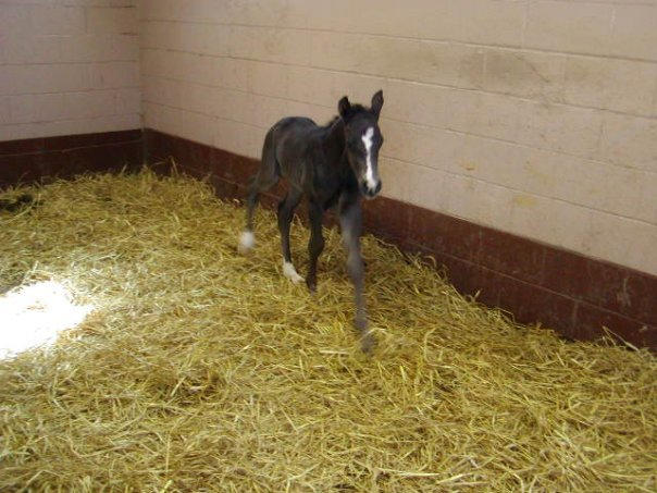 Bentley: One hour old