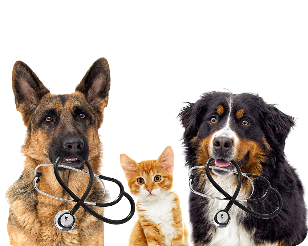 Dog Veterinarian And Cat