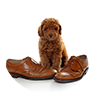 Puppy shoes