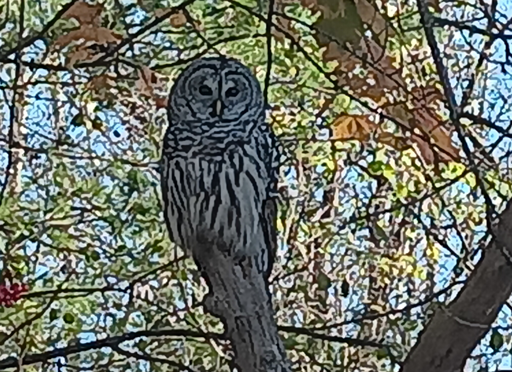 Virtual or Telephone Enrollment is Available