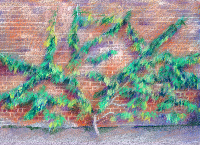 Kitchen Garden - The Plum Tree (Coloured Pencil 8.25 x 11.75")