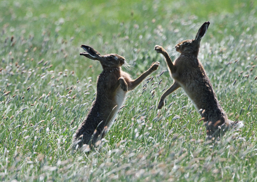 Hares Boxing.