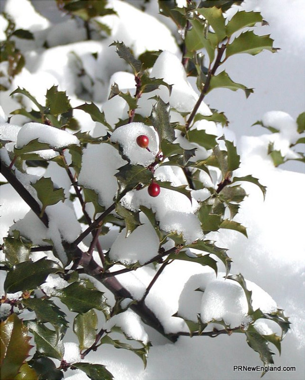 Holly in Wintertime