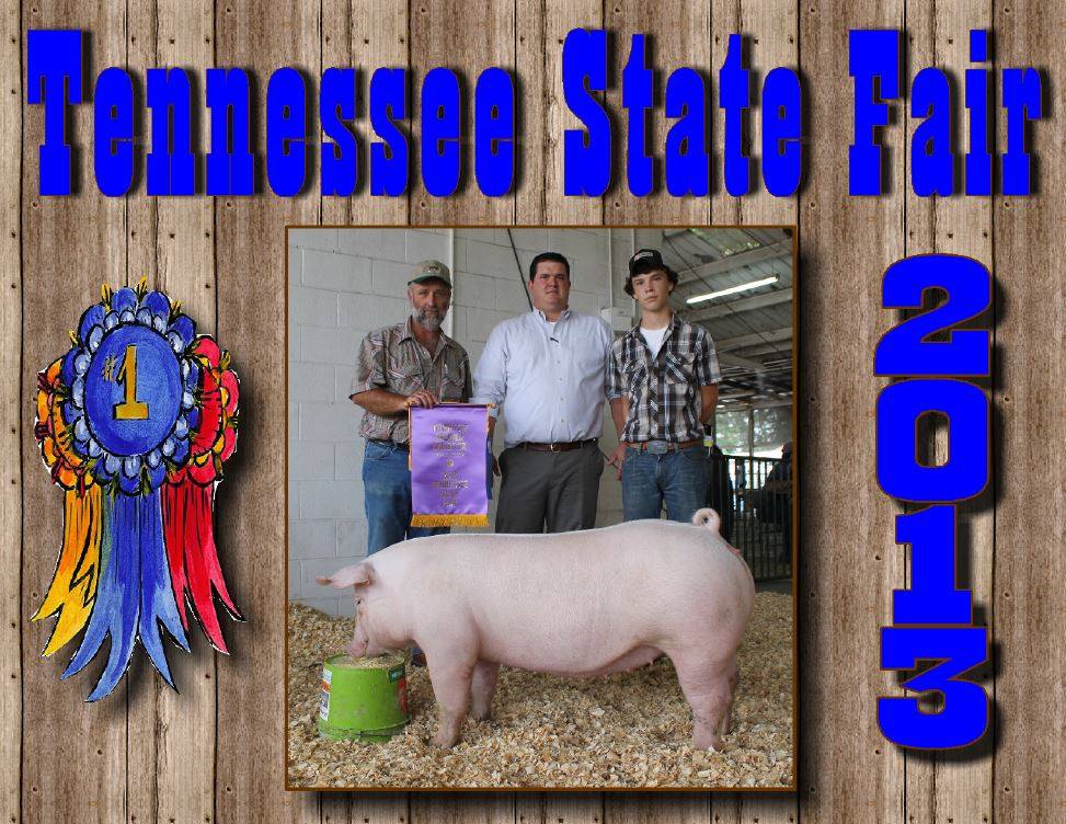 Clay Prater: Grand Champion Chester White Gilt
Reserve Champion Supreme Overall Gilt
2nd in class Chester White Gilt behind Champion
4th in class Crossbred Gilt
1st in 9-12 grade Showmanship
1st in 9-12 grade Skillathon
Tennessee State Premier Exhibitor 9-12 Grade Division