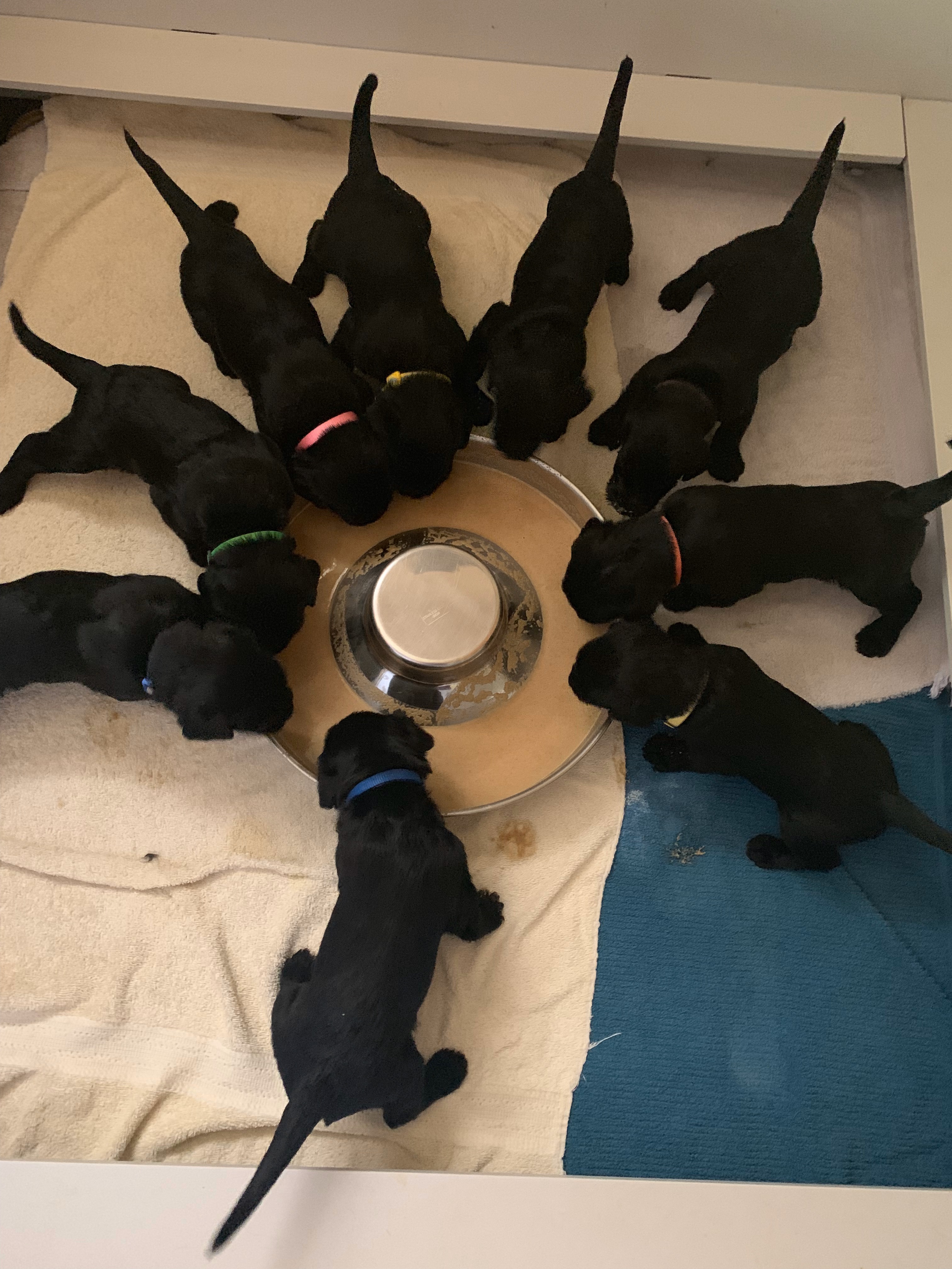 https://0201.nccdn.net/4_2/000/000/053/0e8/Pinwheel-of-Pups.jpeg