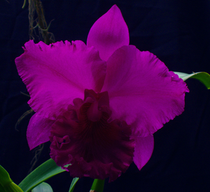 Rlc KC Hackney