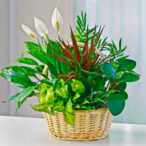 Dish Garden
Different sizes available
Prices $45 - $85
Larger sizes can be (pre-ordered)
