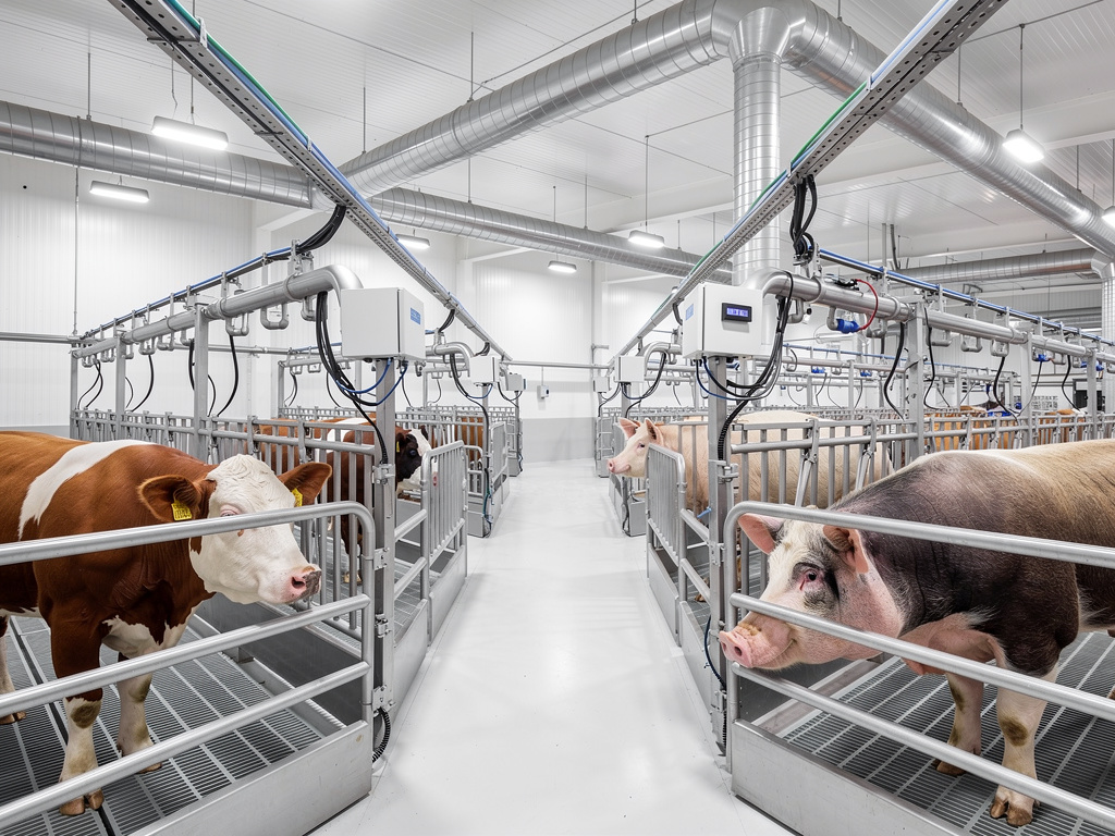 Granja ganadera moderna con vacas y cerdos en corrales, sistemas automatizados y ventilación industrial