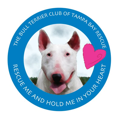 Bull Terrier Club | The Bull Terrier Club of Tampa Bay - Adopt Me!