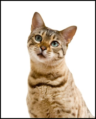 Bengal Cat