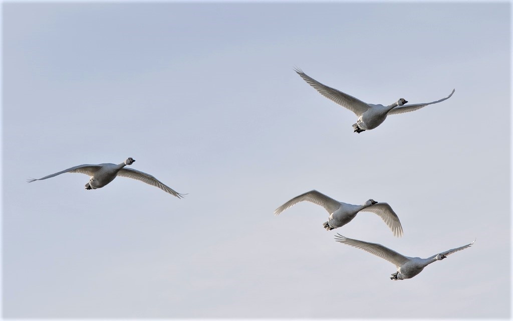 Bewick's Swans.