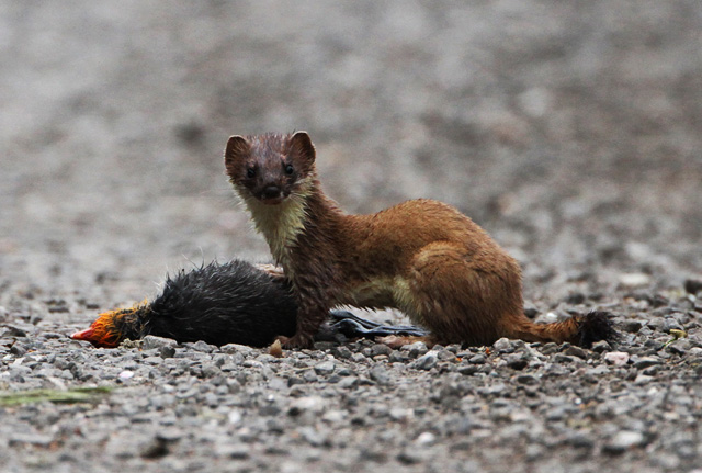 Stoat Nature.