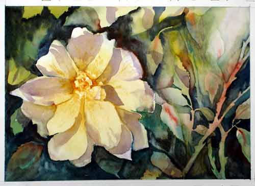 Sunlit Rose .. Watercolour