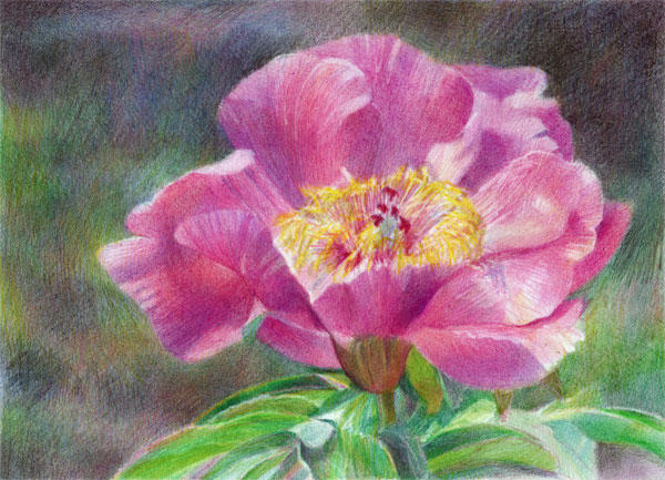 Pink Peony (Coloured Pencil 8" x 10")