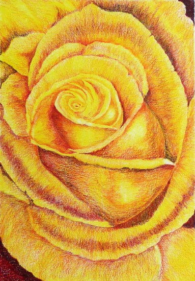 Sunburst Rose 