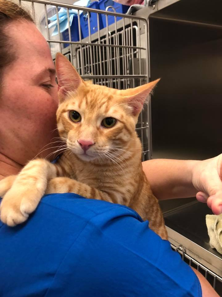 Pet Care Services Katy, TX