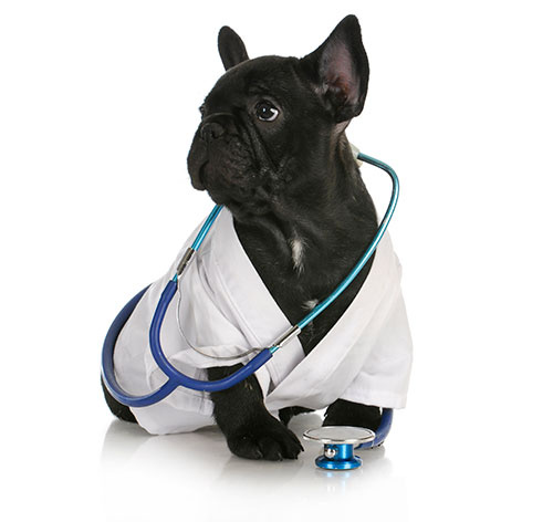 Hospital Veterinario Medipet - Atención en especialidades para peros y gatos