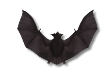 South Carolina Bat Removal