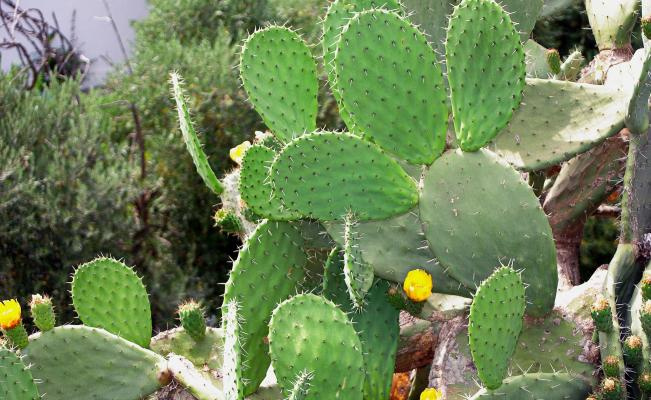https://0201.nccdn.net/4_2/000/000/056/7dc/nopales2-651x400.jpg