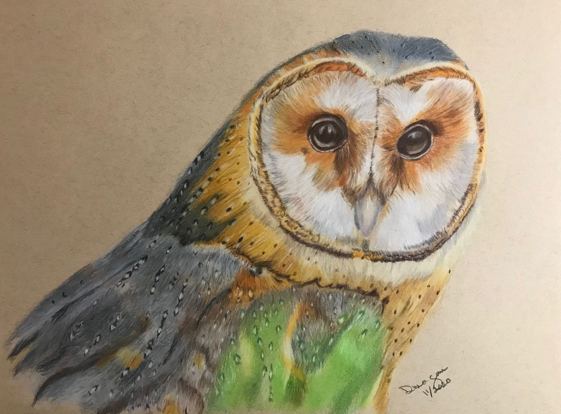 Owl