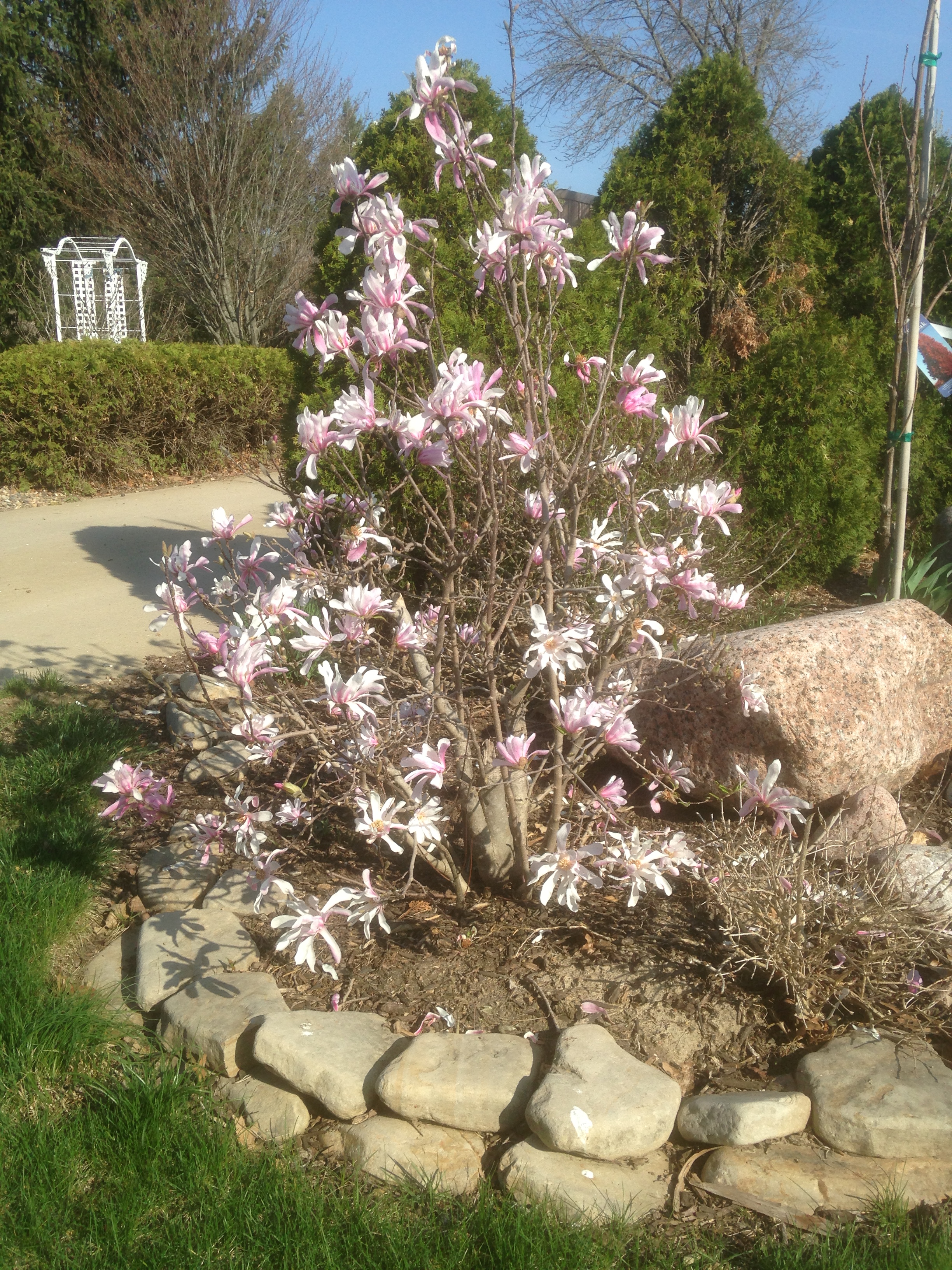 https://0201.nccdn.net/4_2/000/000/056/7dc/star-magnolia--2-.jpg