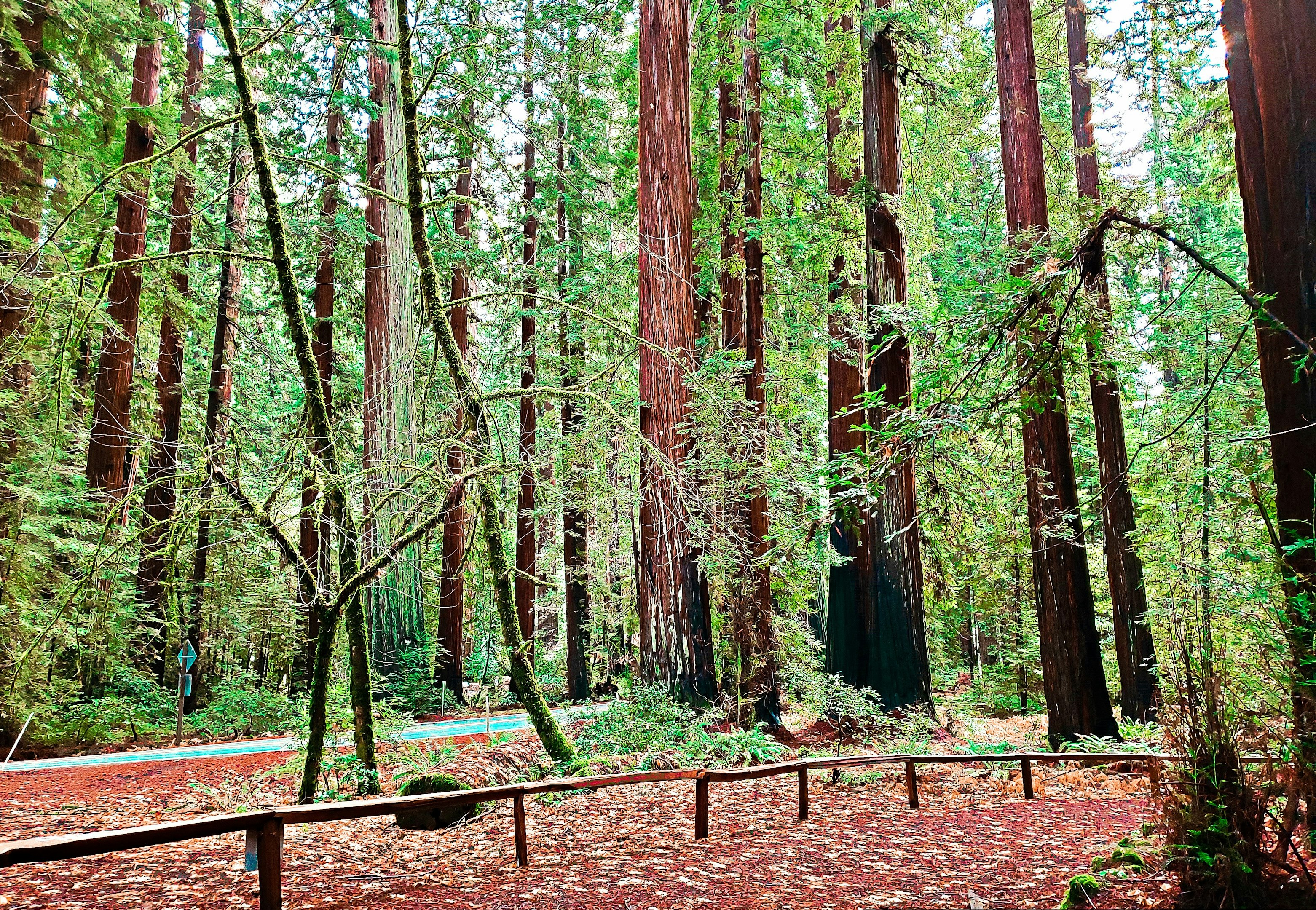 a bench in the middle of a forest