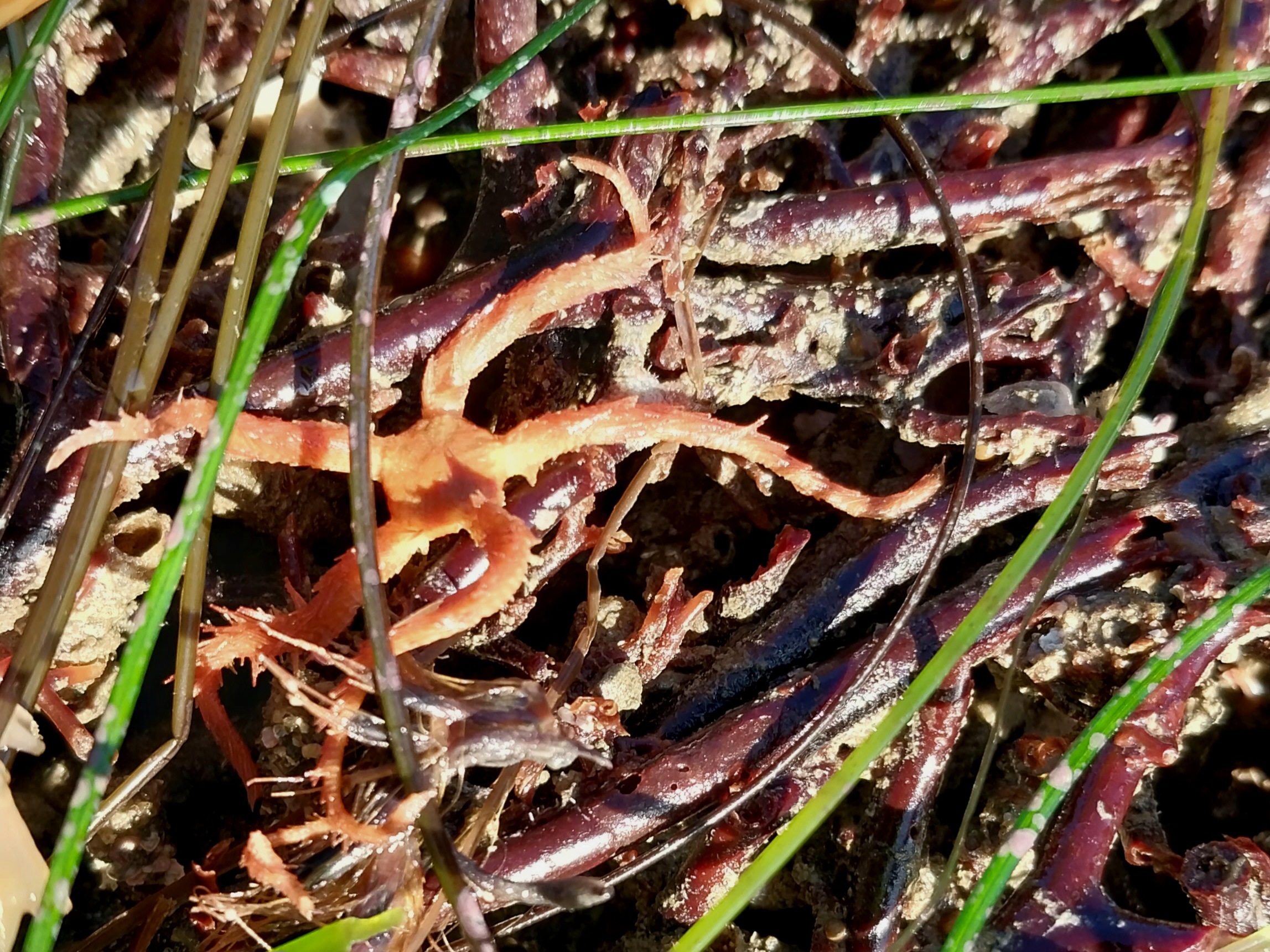 Western Spiny Brittle Star (Ophiothrix spiculata)