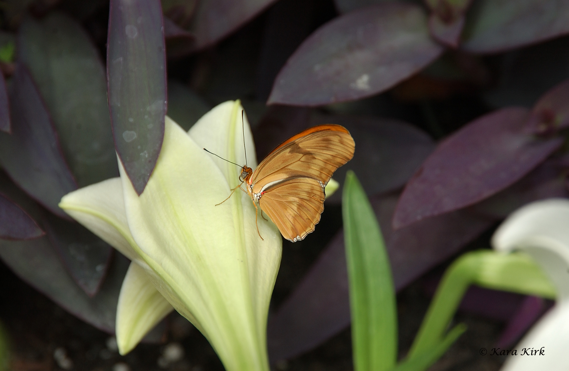 https://0201.nccdn.net/4_2/000/000/057/fca/04-17-11-Krohn-Conservatory-Butterfly-Show--Cinti--OH-88-4x6-1842x1200.jpg