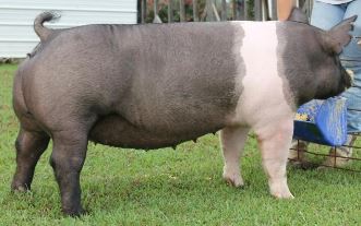 2014 Tennessee State Fair
2nd in class behind the Reserve Champion Crossbred Gilt