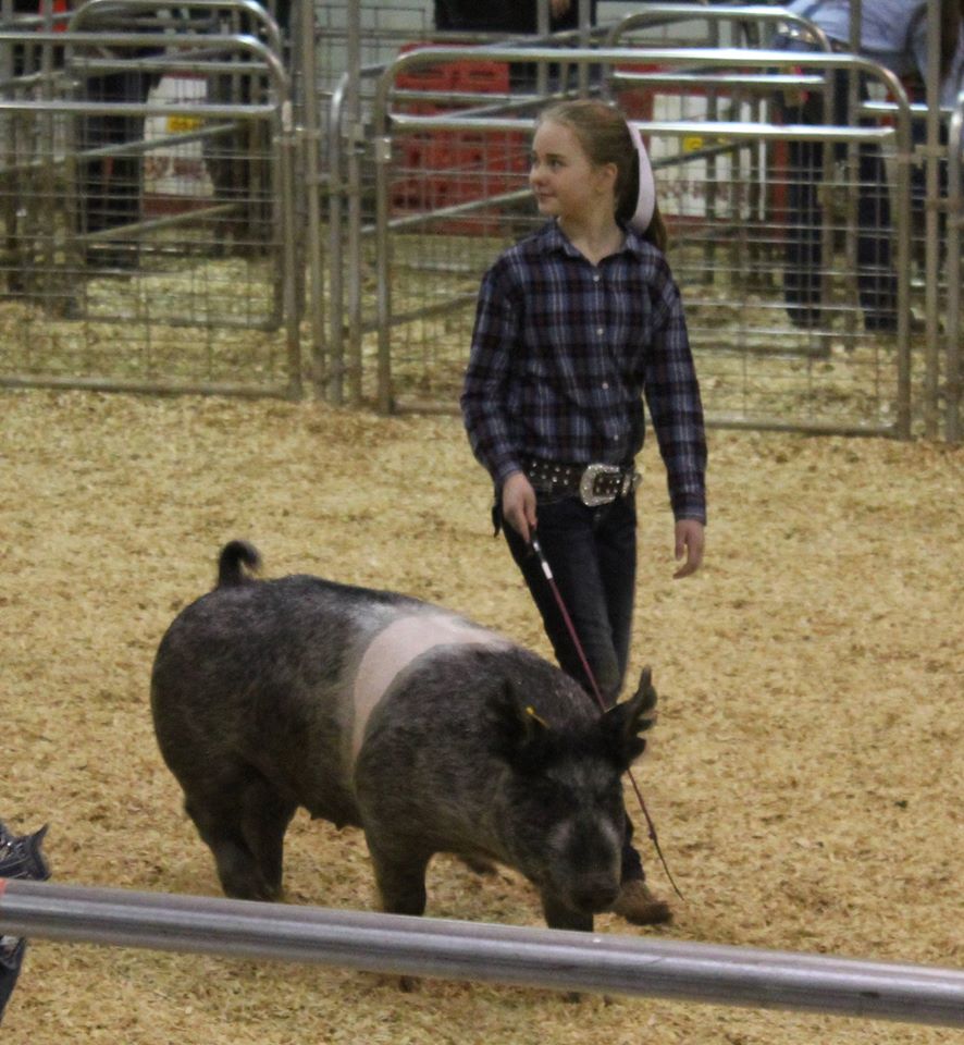Hannah Sanders
2016 Tennessee State Market Hog Show