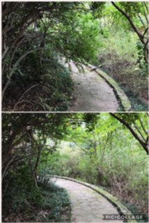 Overgrown walkway cleaned up nicely