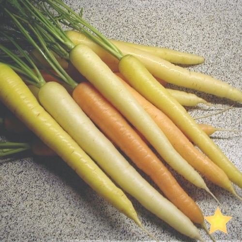 Carrot Rainbow Carrot Rainbow