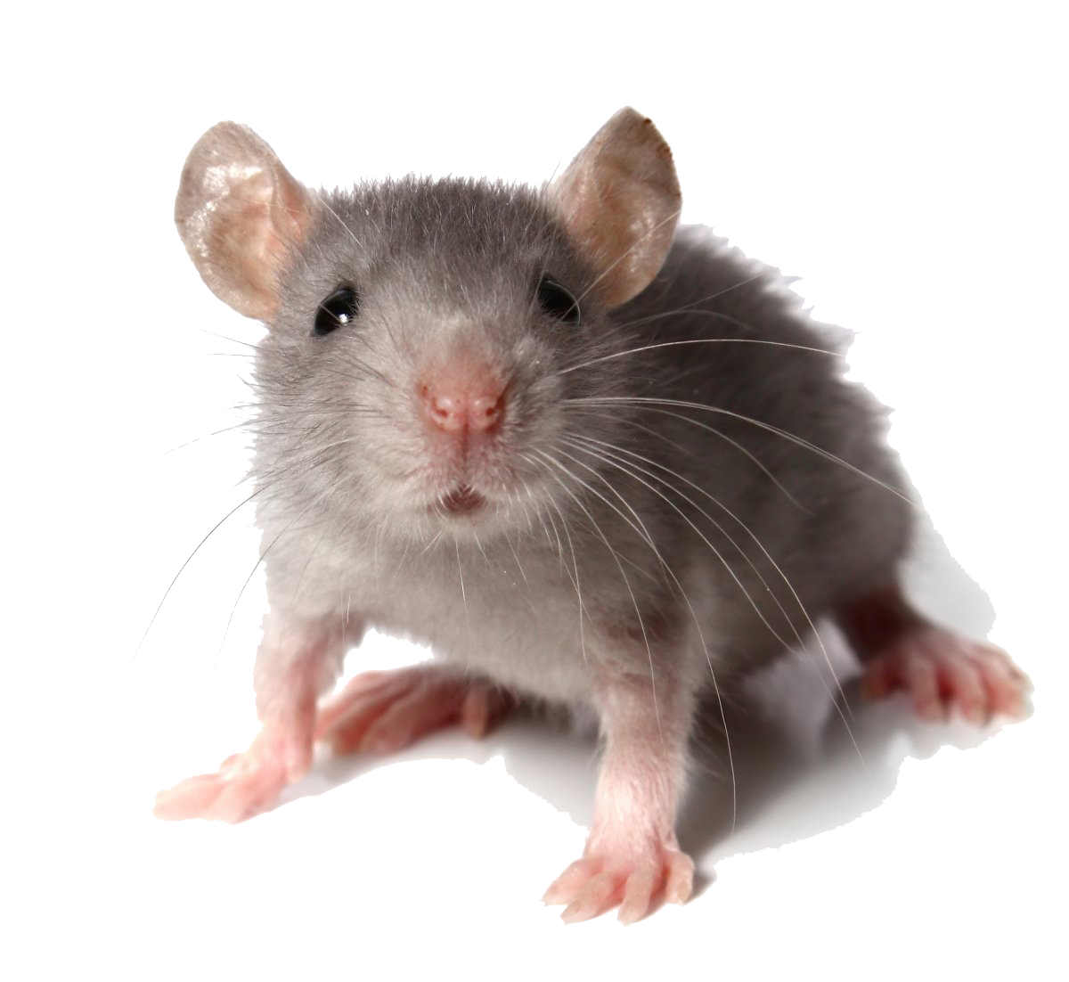 https://0201.nccdn.net/4_2/000/000/057/fca/Mouse-Animal-Transparent.png