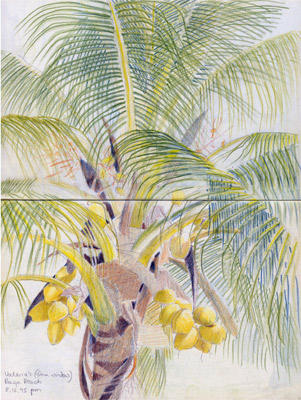 Palm, Baga Beach (Coloured Pencil)