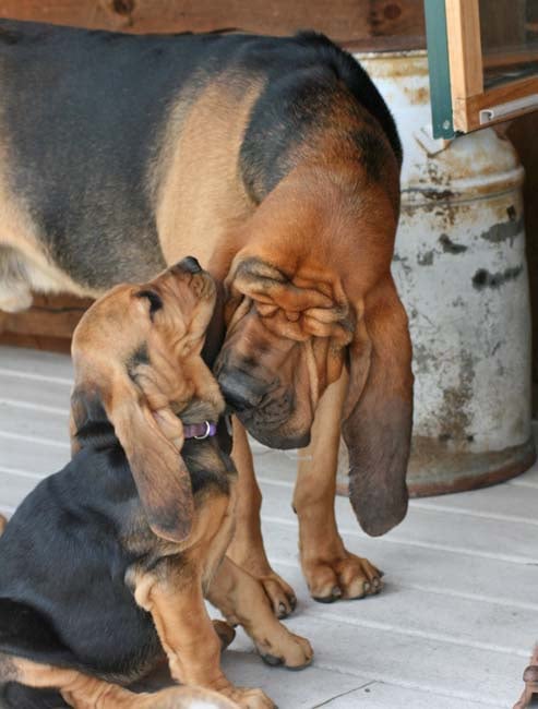 All our pups are with our adult bloodhounds (males & females).  This helps them learn basic pack manners!