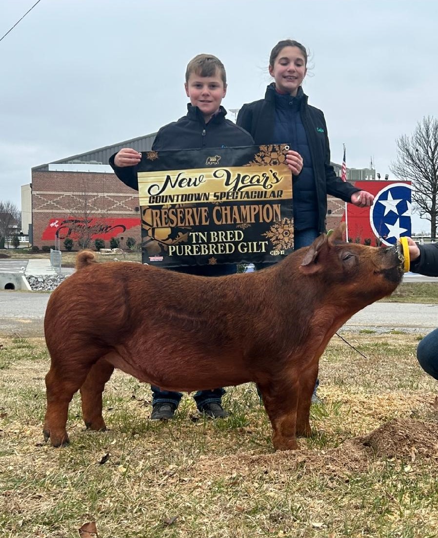Cutter Cobble
2023 New Year's Countdown Spectacular
Champion TN Bred Duroc Gilt
Reserve Champion TN Bred Purebred Gilt