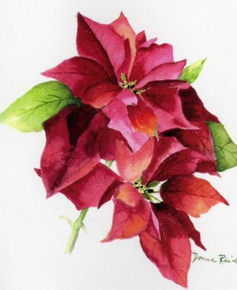 Poinsettas