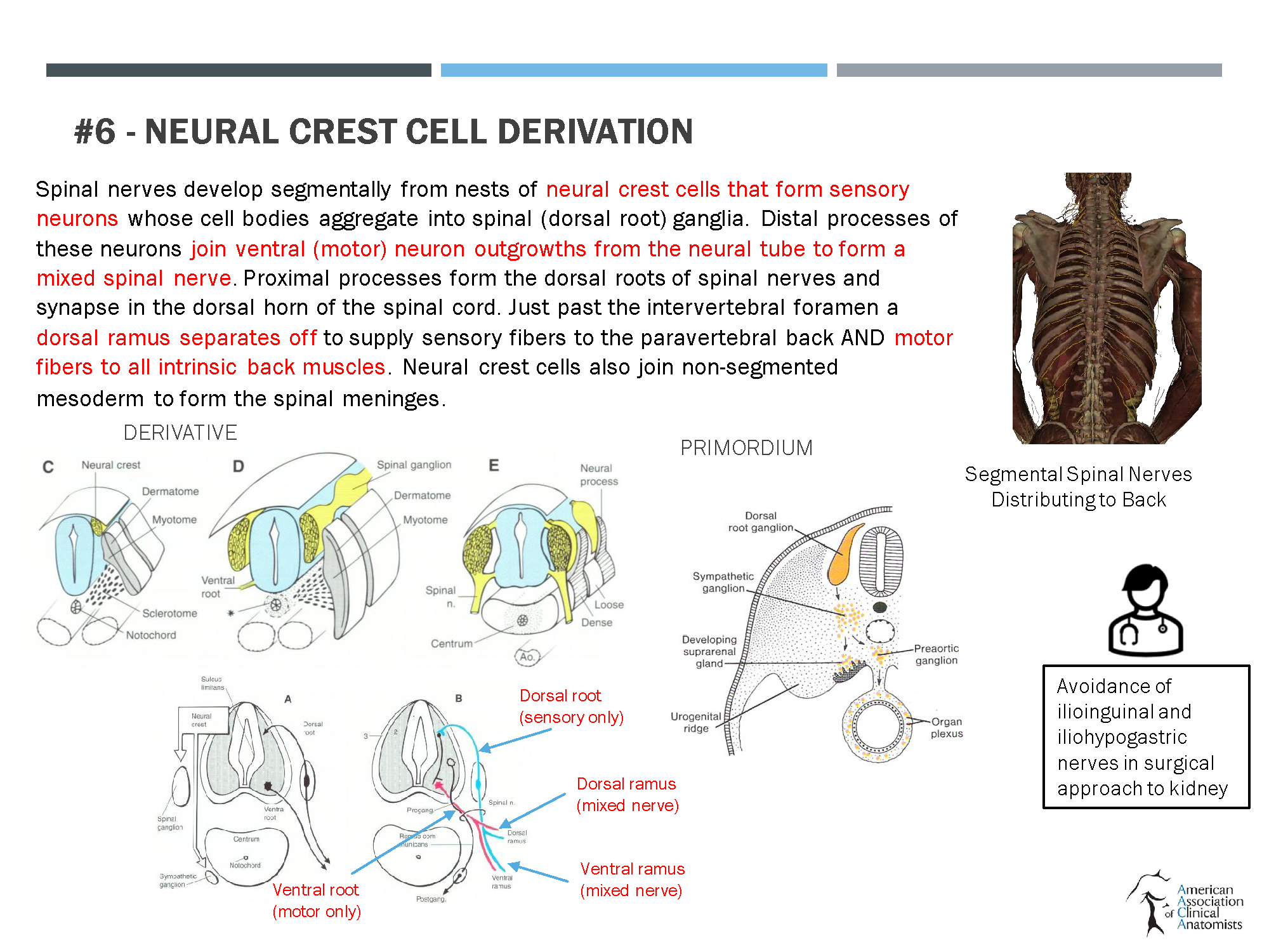 https://0201.nccdn.net/4_2/000/000/058/ad8/boaz-aaca-template-2021-onto-phylogenetic-dissection-of-the-back.png